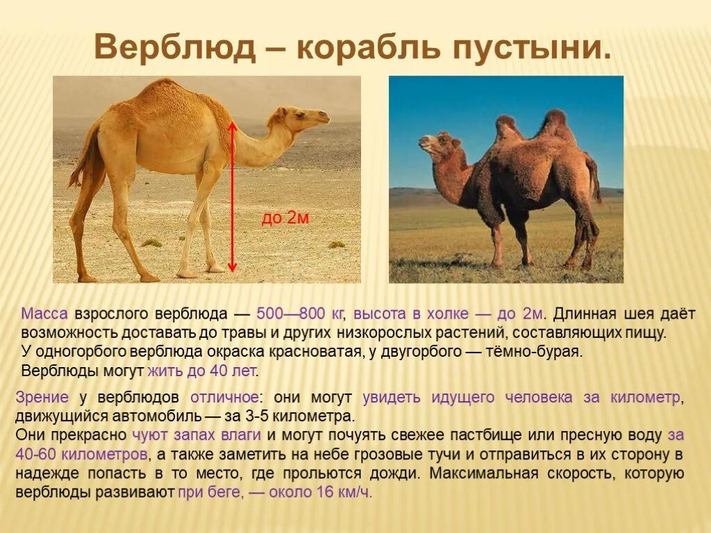 Верблюд презентация. Описание верблюда. Сообщение о верблюде. Доклад 4 класса доклад про верблюда. Лет живет верблюд