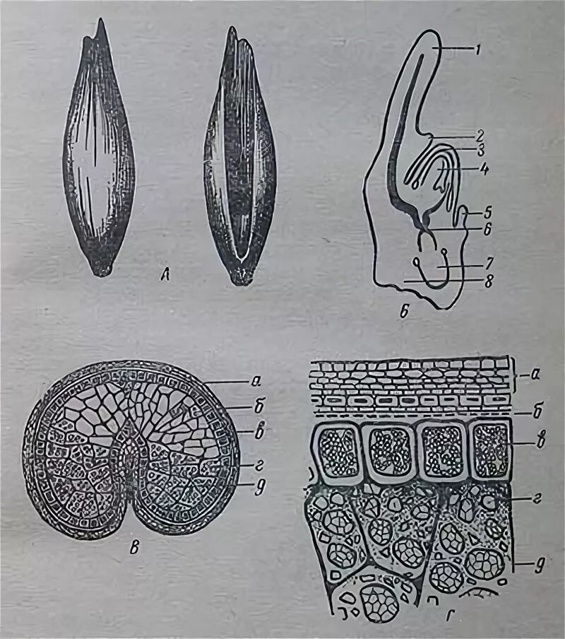 Структура зерновки овса. Строение зерновки овса. Зерновка пшеницы в поперечном разрезе. Бороздка зерна пшеницы.