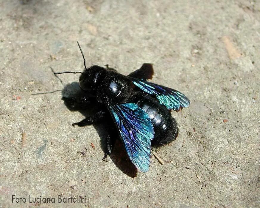 Черное насекомое похожее. Шмель-плотник фиолетовый( Xylocopa violacea ). Ксилокопа пчела плотник. Пчела-плотник фиолетовая Xylocopa violacea l.. Шмель плотник ксилокопа.