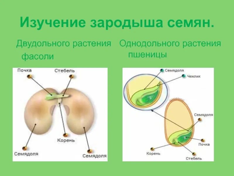 Образование зародыша семени. Зародыш семени двудольных растений. Зародыш семени цветкового растения. ВВ зародыше семени однодольного растения выделяют. Строение зародыша однодольных и двудольных растений.