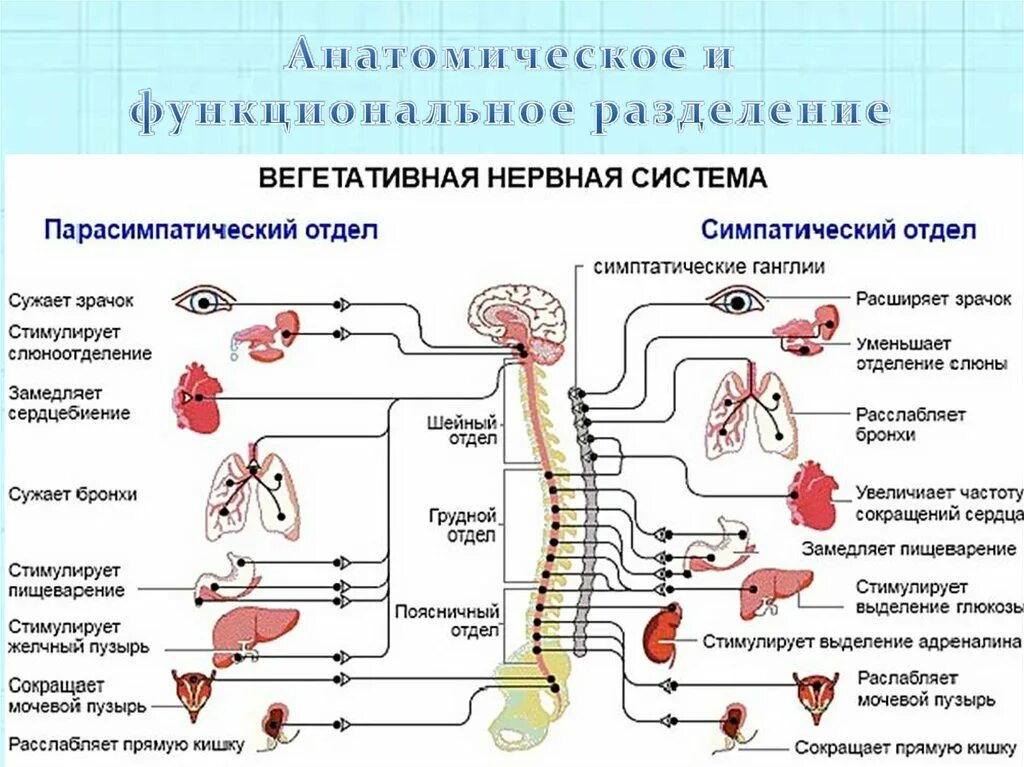 Симпатическая и парасимпатическая нервная система таблица. Парасимпатическая нервная система. Парасимпатический отдел вегетативной нервной системы. Парасимпатическая НС функции.