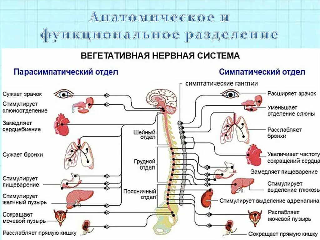 Укажите симпатические нервы. Симпатическая и парасимпатическая нервная система таблица. Парасимпатическая нервная система. Парасимпатический отдел вегетативной нервной системы. Парасимпатическая НС функции.