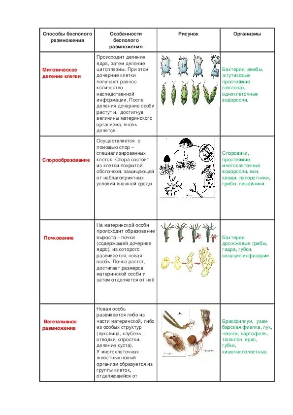 Бесполое размножение таблица 9 класс биология. Таблица по биологии 9 класс бесполое размножение. Таблица по теме бесполое размножение 6 класс биология. Таблица по биологии 6 класс формы бесполого размножения.