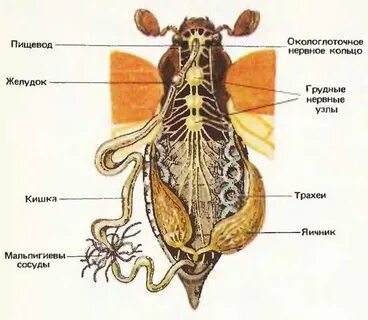 Зоологические названия органов