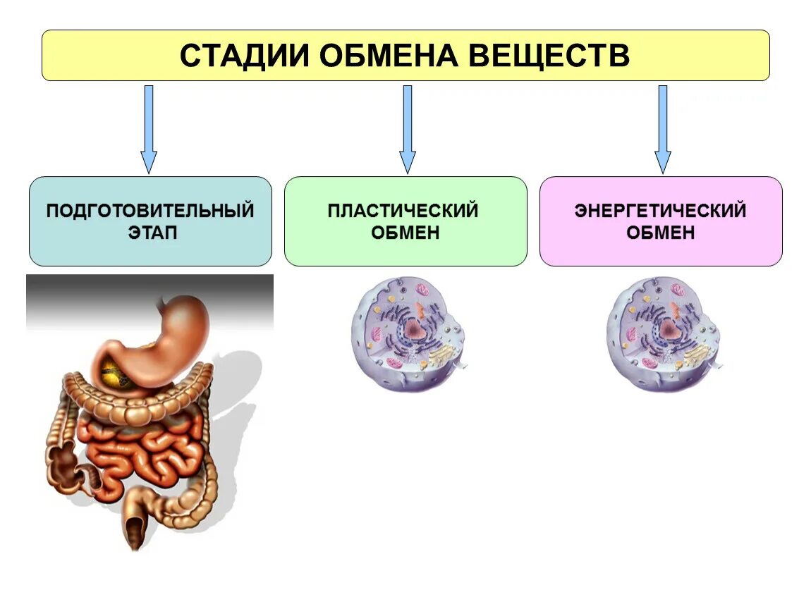 Этапы обмена веществ. Стадии метаболизма подготовительная. Этапы пластического обмена веществ. Подготовительный этап обмена веществ. Спасис обмена