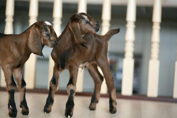 Нубийская коза сколько дает молока. Нубийские козы. Окрасы нубийских коз. Козлята нубийский светлый. Мраморные окрасы нубийский коз.