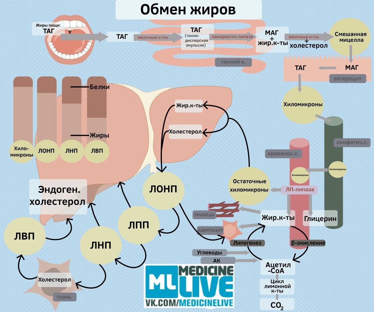 Метаболизм жиров в организме человека биохимия. Схема метаболизма липидов в организме человека. Этапы жирового обмена у человека. Этапы расщепления жиров.