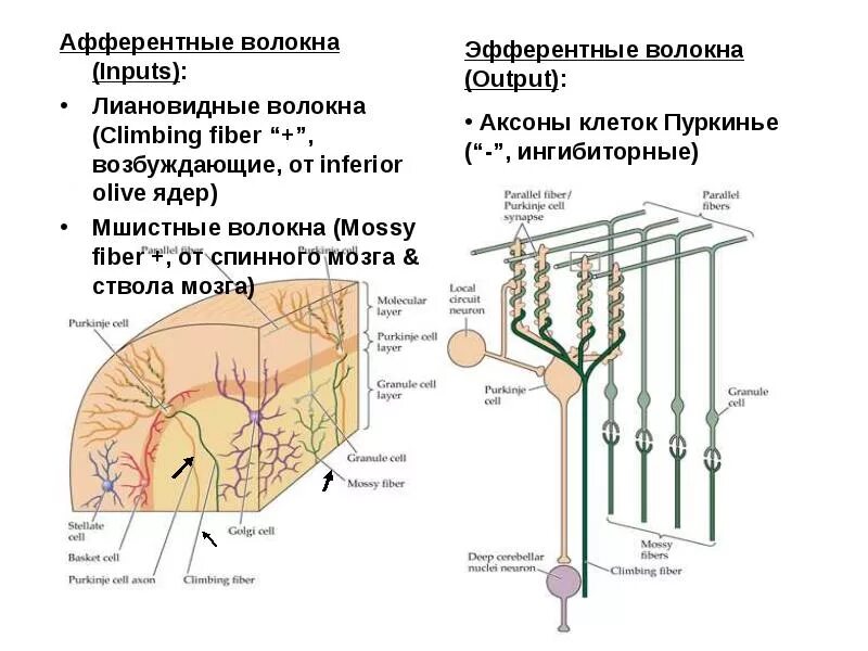 Мозжечок волокна. Афферентные волокна коры мозжечка. Афферентные проводящие пути мозжечка. Эфферентные пути мозжечка схема. Нервных волокон коры мозжечка.