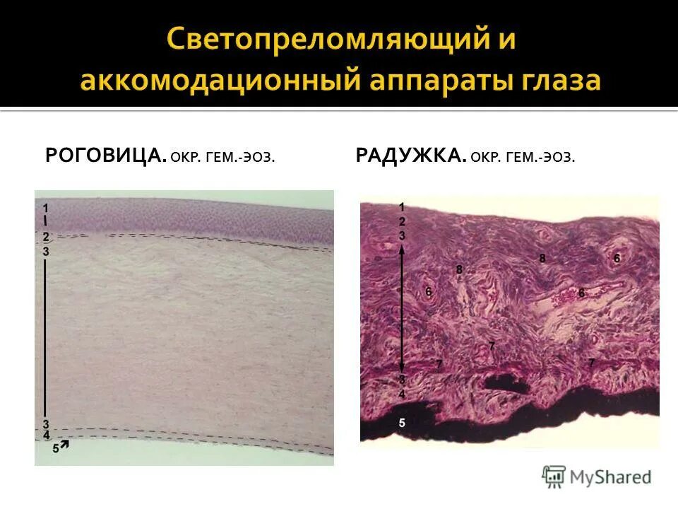 Слои сетчатки гистология препарат. Вспомогательный аппарат глаза конъюнктива. Аппараты глаза гистология. Аппараты глаза гистология. Функциональные аппараты глазного яблока.