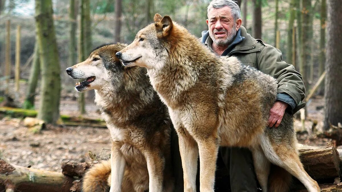 Самый главный волк. Вернер Фройнд Повелитель Волков. Вернер Фройнд жизнь с волками. Парк Волков Вернера Фройнда.