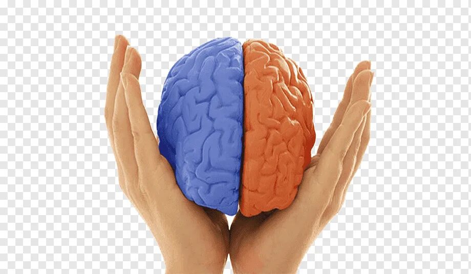 Полушария и руки. Мозг в руках. Латерализация полушарий мозга. Мозг на ладони. Связь рук и мозга.
