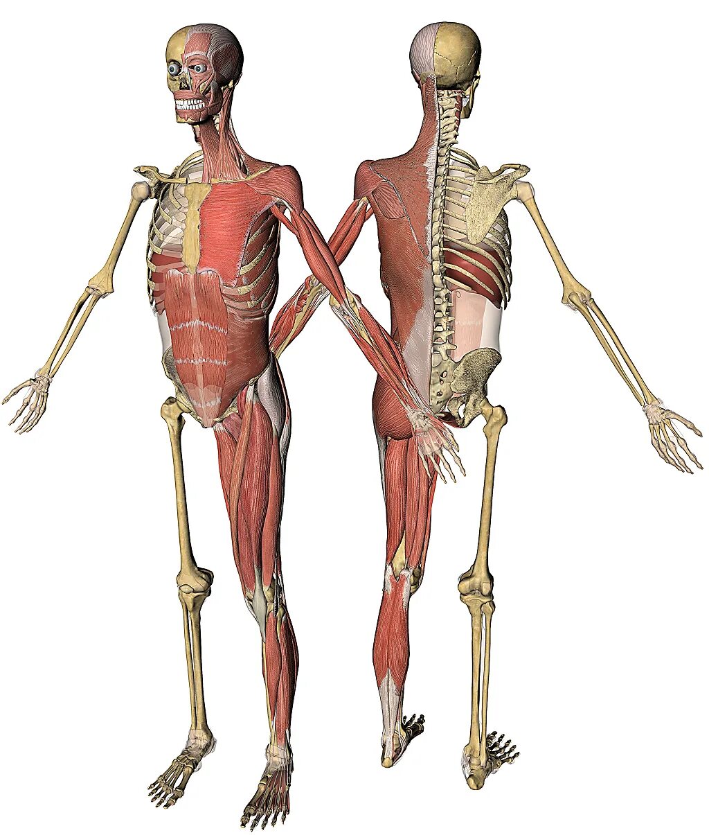 Anatomie d une chute