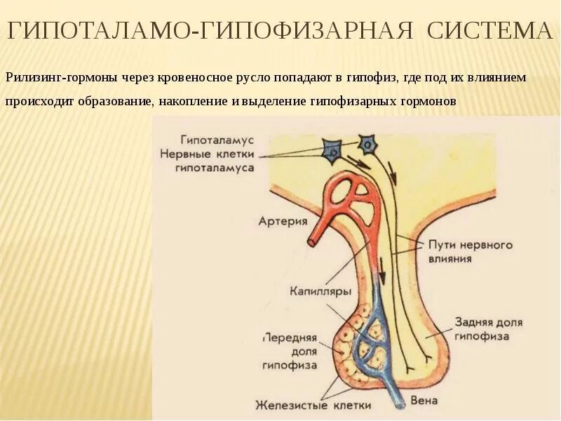 Гипоталамо гипофизарная система гормоны гипоталамуса. Гипофиза гипоталамо-гипофизарная система. Схема строения гипоталамо гипофизарной нейросекреторной системы. Система гипоталамус гипофиз. Гипоталамогтпофищарная система.