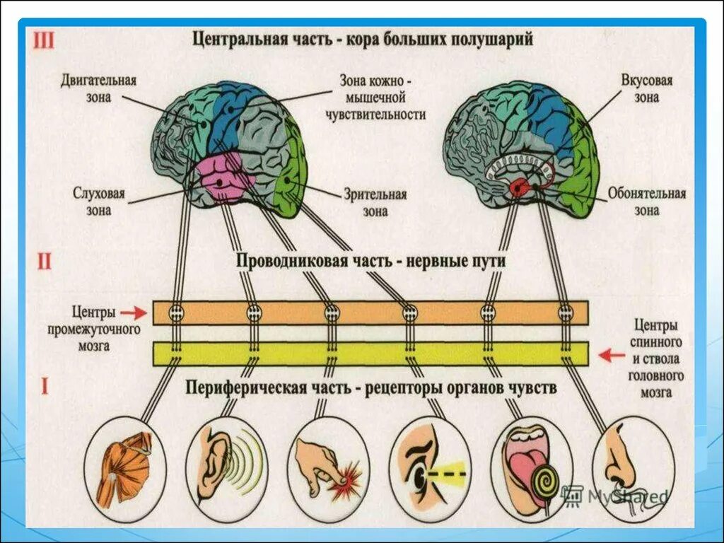 Зрительный анализатор строение и функции анатомия. Зрительный анализатор строение и функции биология 8 класс. Строение сенсорного анализатора. Строение зрительного анализатора человека 8 класс биология.