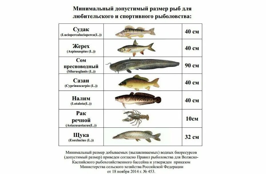 Когда запрещено ловить щуку. Минимальный размер рыбы разрешенный к вылову. Размеры рыб для ловли. Размеры рыб для вылова. Размер вылавливаемой рыбы.