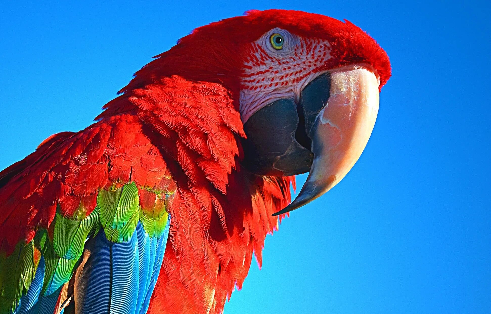 Red parrot