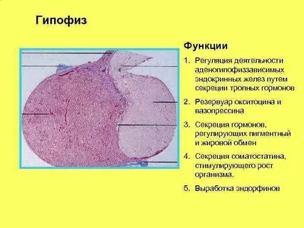 Фолликулы гипофиза