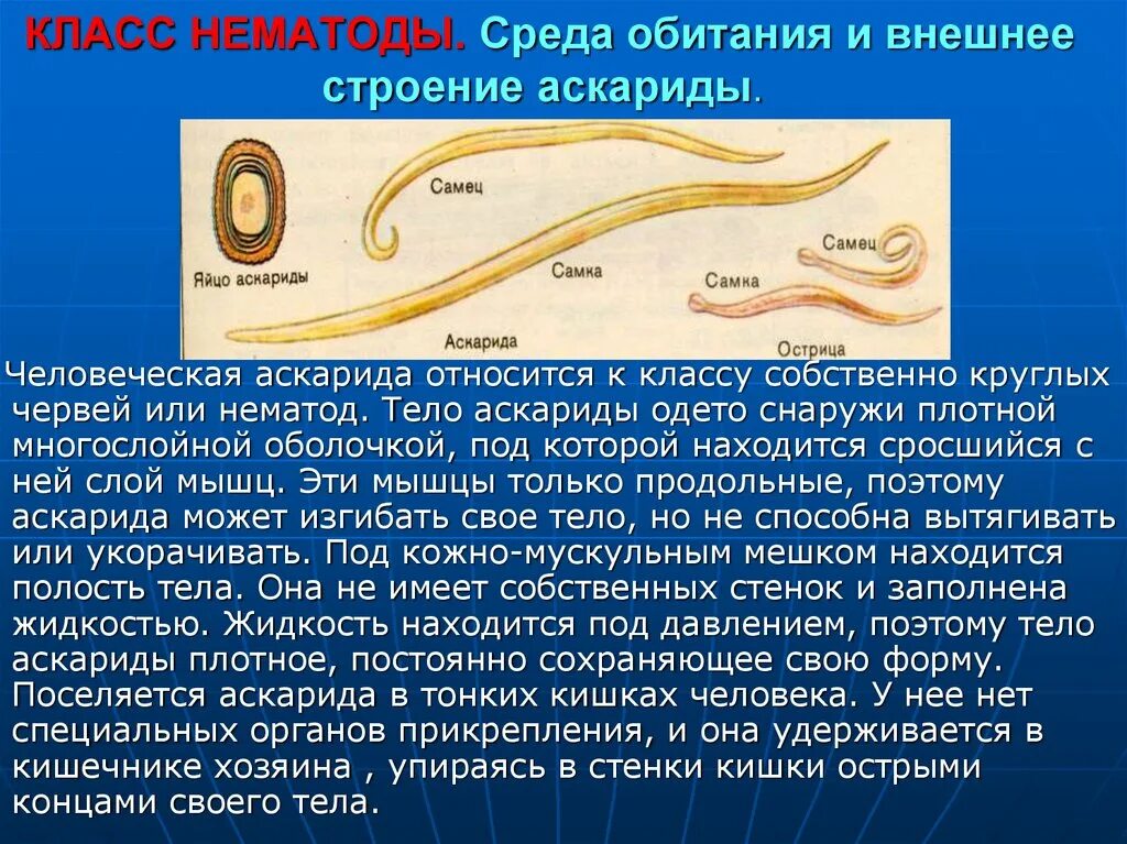 Особенности типа круглые черви. Круглые черви нематоды паразиты. Паразиты черви аскариды. Человеческие черви аскариды паразитические. Круглые черви паразиты Острица.