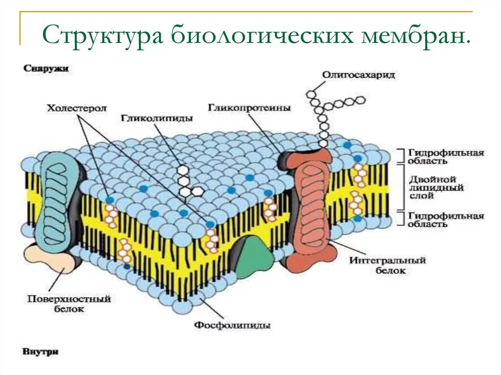 Клеточная мембрана строение и функции. Строение и функция биологической мембраны клетки. Молекулярное строение клеточной мембраны. Клеточная мембрана структура и функции. Эукариотическая клетка плазматическая мембрана