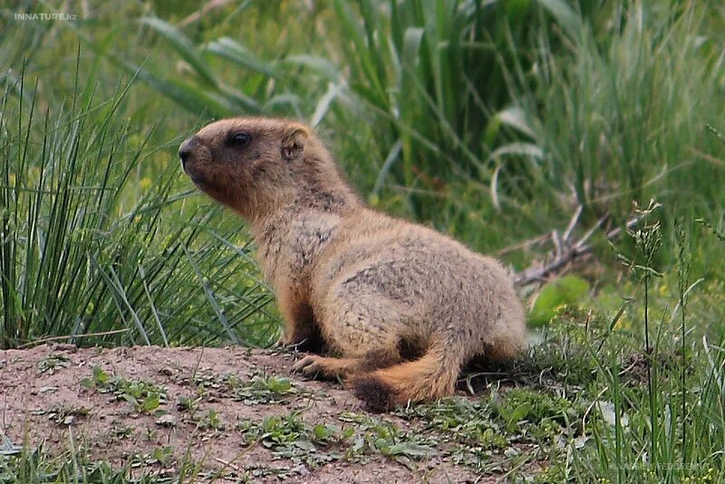 Сурок-Байбак. Серый Алтайский сурок. Серый сурок Байбак. Серый сурок (Marmota baibacina). Сурок красная книга