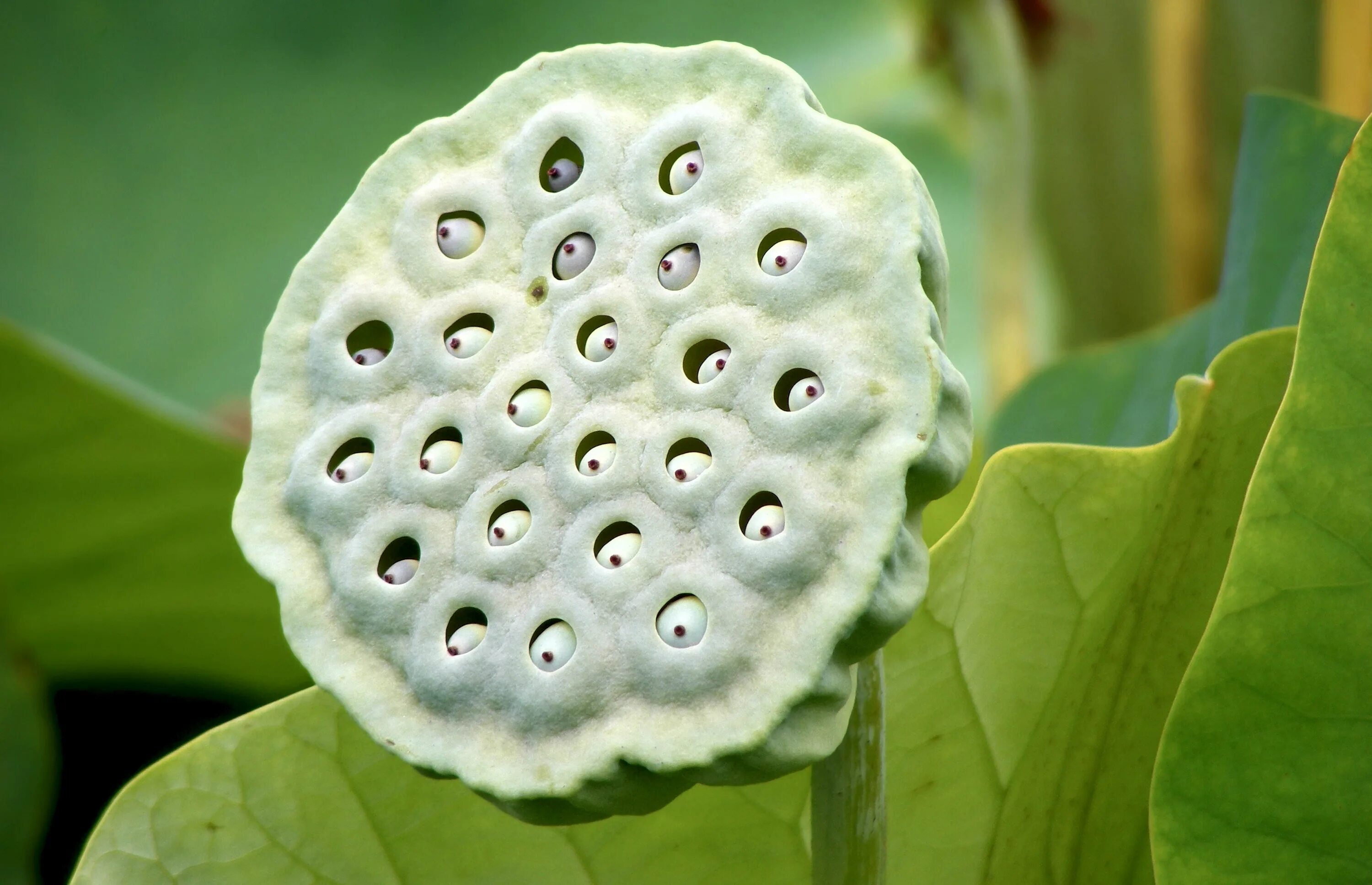 Самой маленькой дырочке. Самой маленькой дырочке. Черная дыра. Самой маленькой дырочке. Трипофобия осиное гнездо.