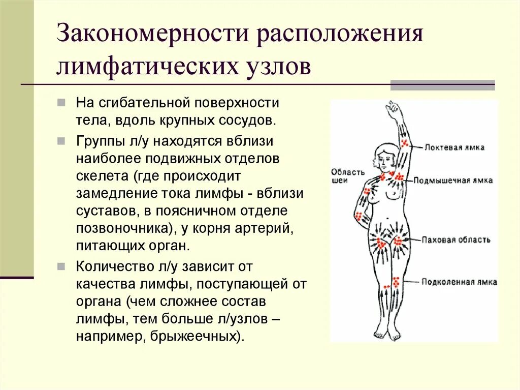 Где у женщины расположены лимфоузлы. Лимфатические сосуды и регионарные лимфатические узлы туловища. Таблица регионарные лимфатические узлы области тела. Схема расположения регионарных лимфатических узлов. Закономерности расположения лимфатических сосудов и узлов.