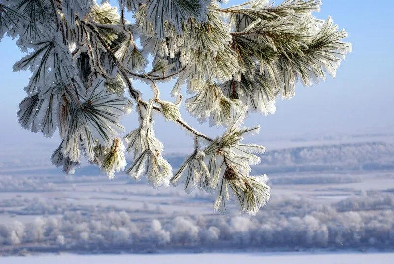 Киш манзаралари. Вечер зимняя красавица девушка. Вьюга посеребрила пышную. Ветки в снегу. Основная мысль текста вьюга посеребрила пышную прическу стройных.