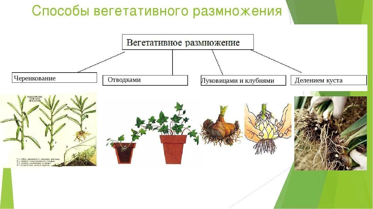 Формы вегетативного размножения примеры. Бесполое размножение вегетативное. Вегетативное бесполое размножение схема. Вегетативное размножение растений схема. Бесполое размножение вегетативное примеры.