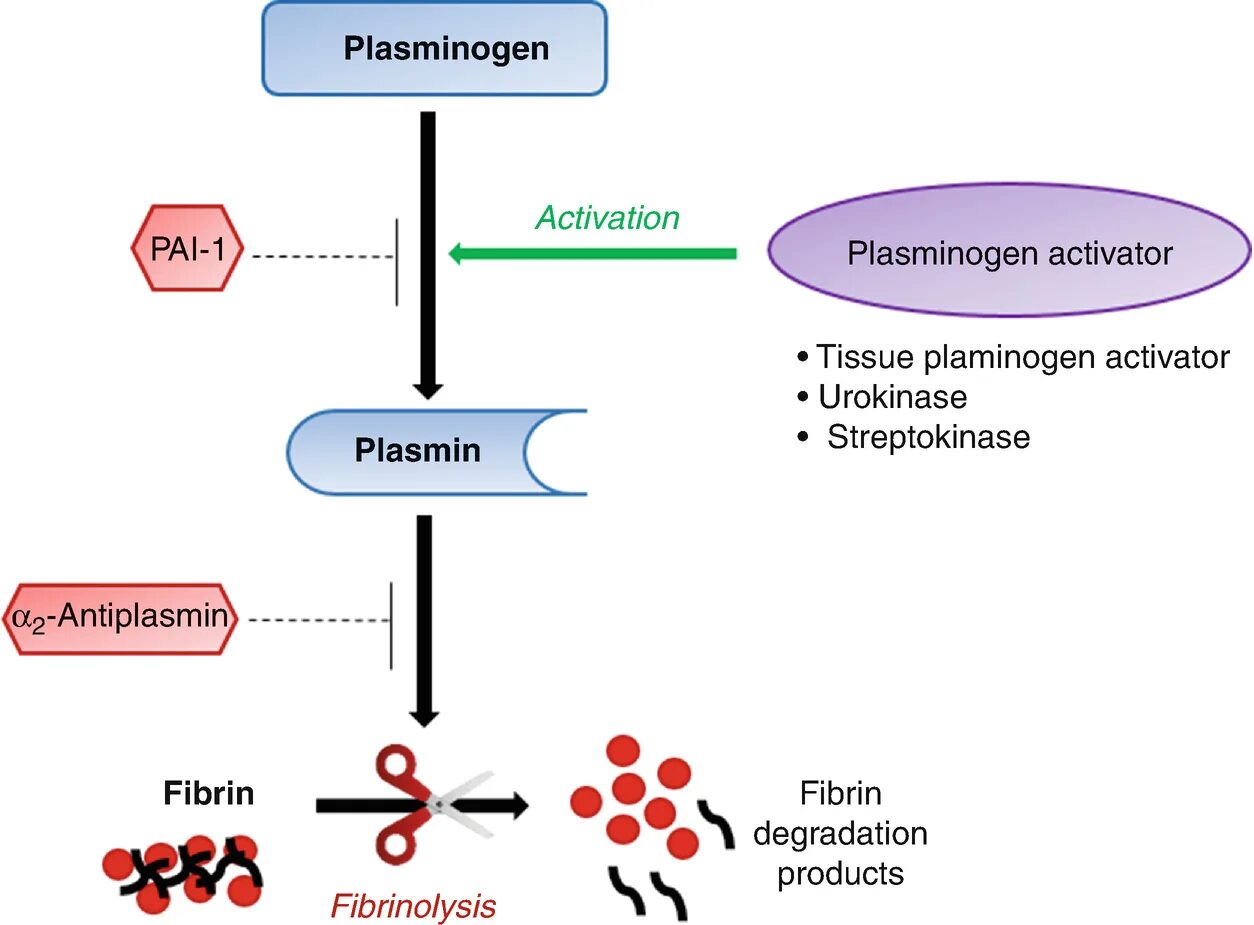 Плазминоген. Активаторы плазминогена. Tissue plasminogen Activator. Пути активации плазминогена схема. Активатор вирус