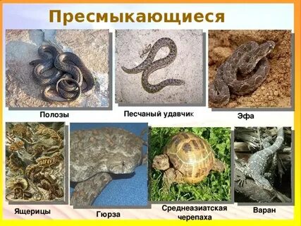 Природная зона пресмыкающихся