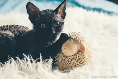 Уральский рекс