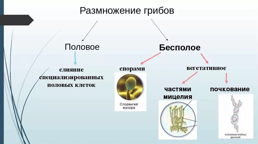 Размножение с помощью спор половое размножение