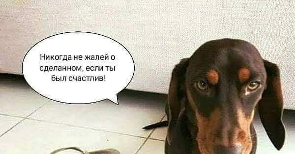 Дурашливая собака. Собака не дает покоя. Собака не дает покоя. Маленькие злые собаки. Не обманывать собаку.