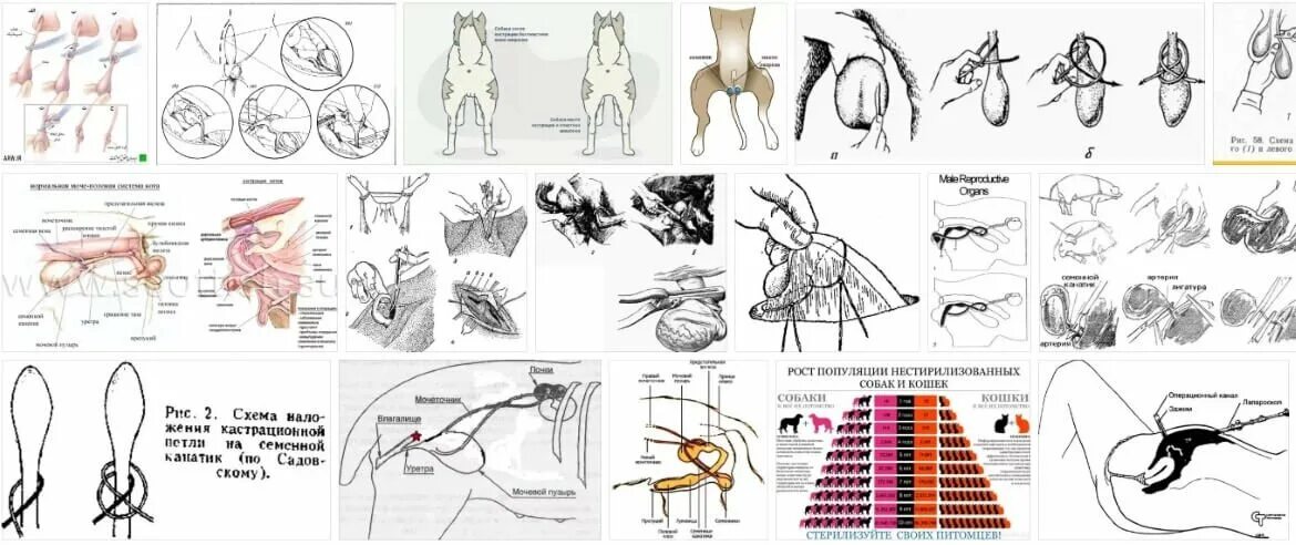 Какие действия принадлежат собаке которой сделали операцию. Кастрация крипторха собака схема. Операция по стерилизации собак кобелей. Стерилизация кошки схема.