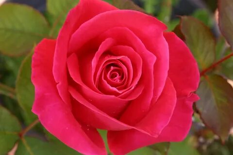 Pink rose red