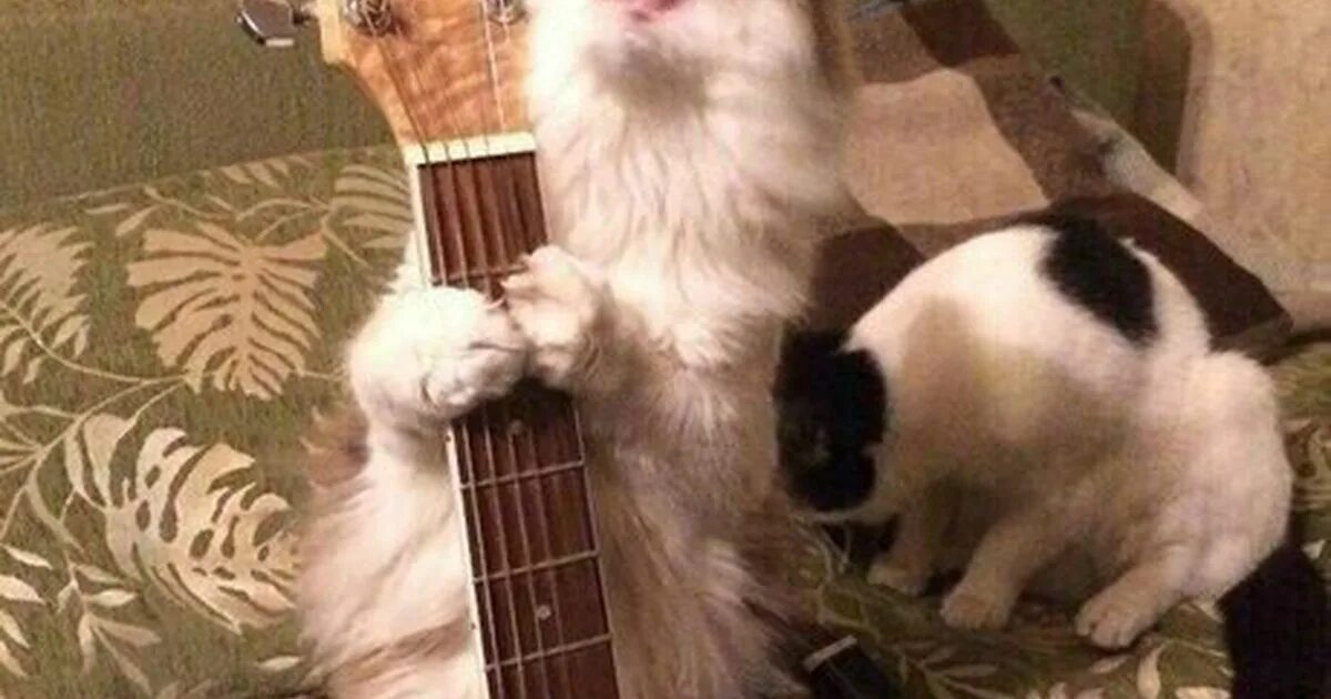 Можно ли спой. Кот поет о любви. Грустный поющий кот. Коты поют песни. Котики поют грустную песню.