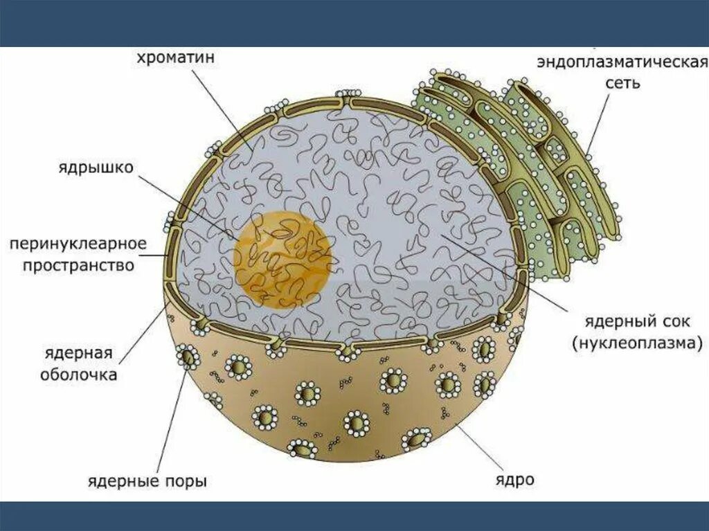 Как называется отверстие в оболочке ядра клетки. Строение ядра эукариотической клетки схема. Строение ядра ядерная оболочка. Строение мембраны ядра. Ядерная мембрана эукариот.
