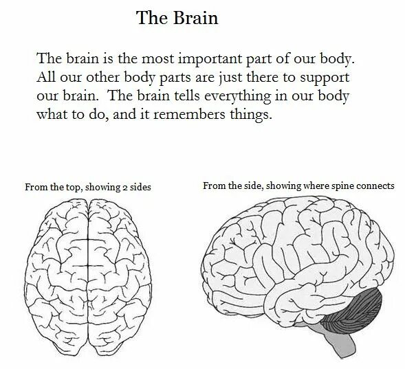 The structure of the human brain. Brain worksheet. brain worksheet for kids. capabilities of human brain worksheets. human brain worksheet.