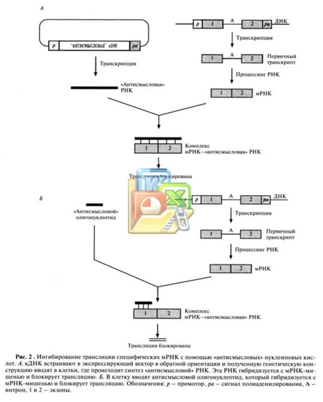 Рнк блокирует. Антисмысловые олигонуклеотиды препараты. Лекарственные препараты на основе олигонуклеотидов. Лекарственные средства на основе антисмысловых олигонуклеотидов.. Олигонуклеотид направленный мутагенез.