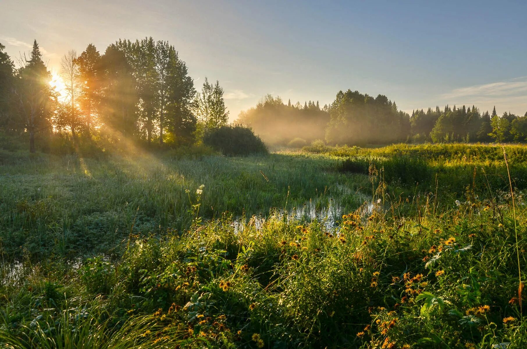 Летнее утро. Раннее утро. Раннее летнее утро. Утро природа.