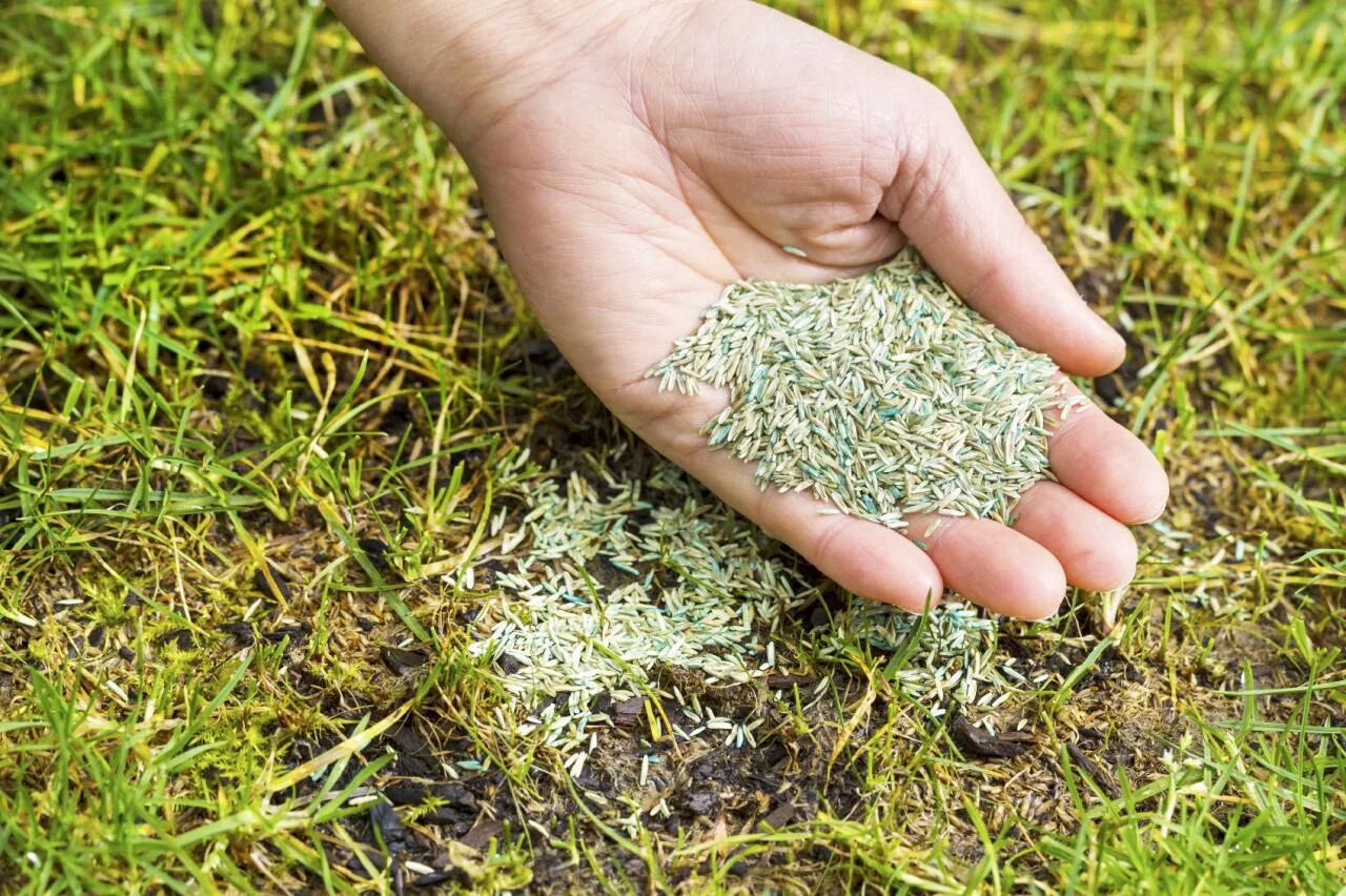 Seed care. Seedlings plant. Seed care. Посев трав. Seed care.