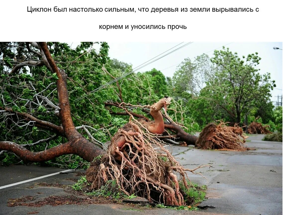Чем полить корни дерева чтобы засохли. Чем полить корни дерева чтобы засохли