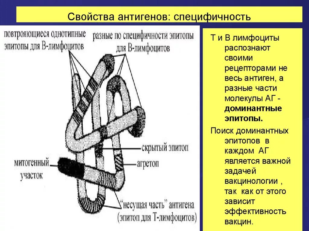 Специфичность антигена. Основные свойства антигенов. К свойствам антигена относятся. Антигены строение свойства. Основные группы антигенов