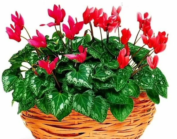 Капризный цветок. Маранта leuconeura. Прихотливые комнатные цветы. Цикламен синий. Самые капризные цветы.