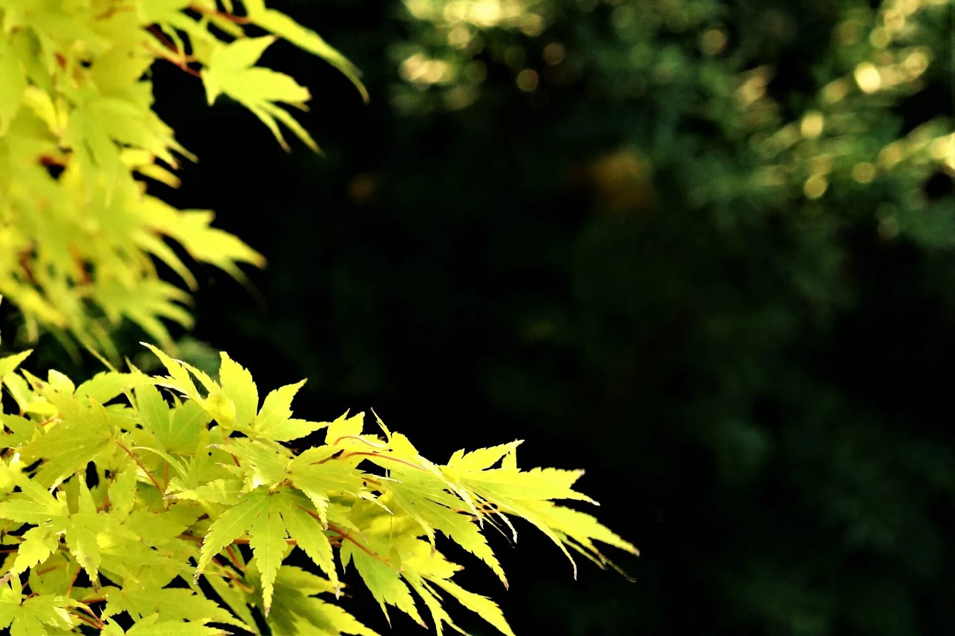 Листья желтые по краям. Фон листва. Листья на темном фоне. Желтые листья фон. Осенние листья фон.