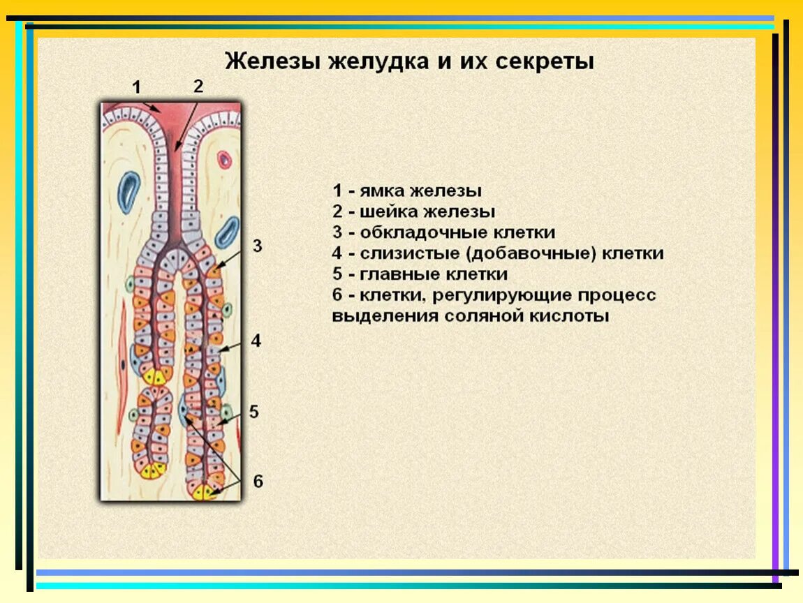 Железа желудка схема строения. Микроскопические железы желудка строение функции. Железы слизистой оболочки желудка функции. Железистые клетки слизистой желудка. Клетки слизистой желудка вырабатывают