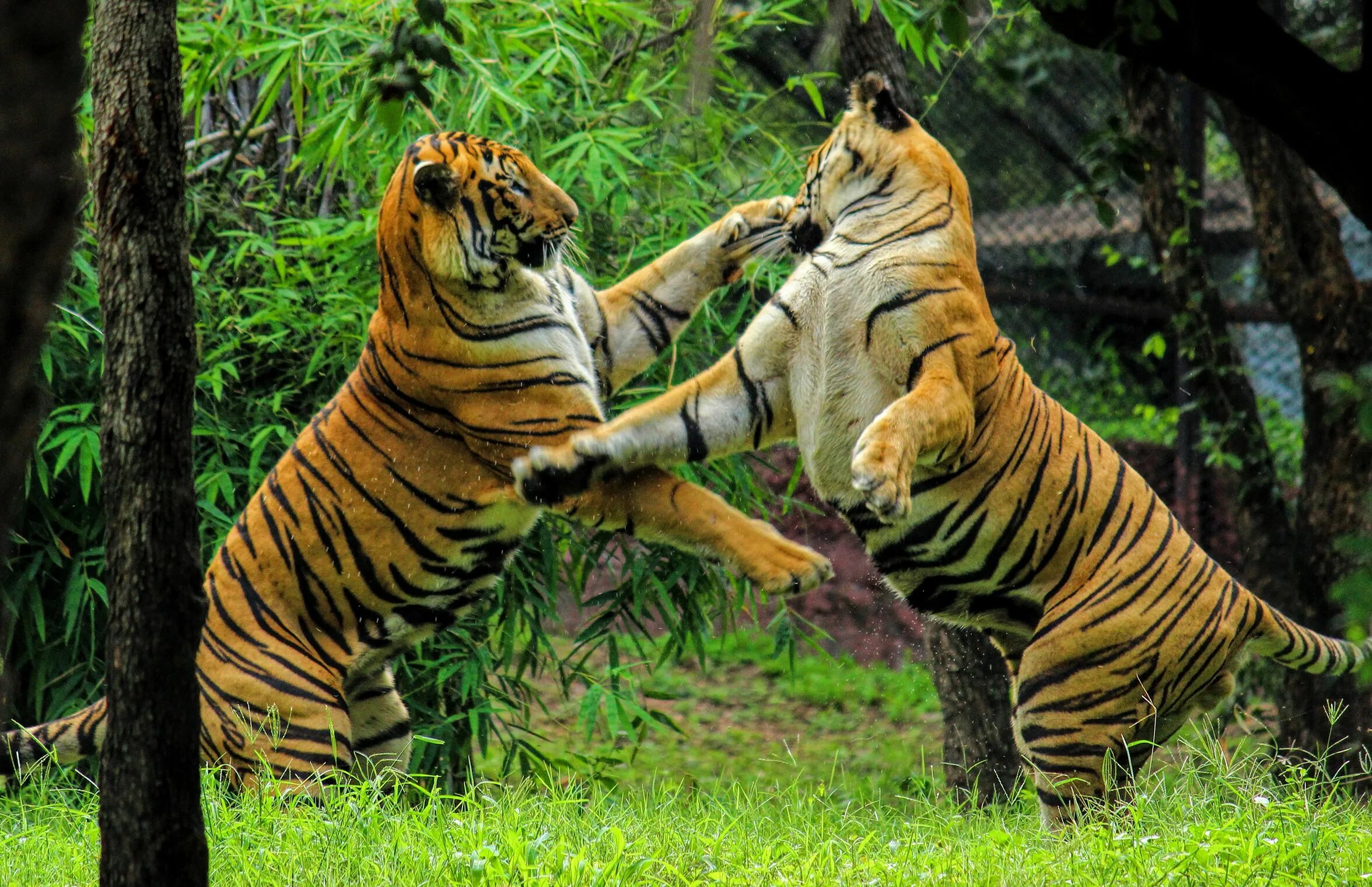 Бингал тигр. Бенгал Тайгер. Тигры дерутся. Тигр Fight.