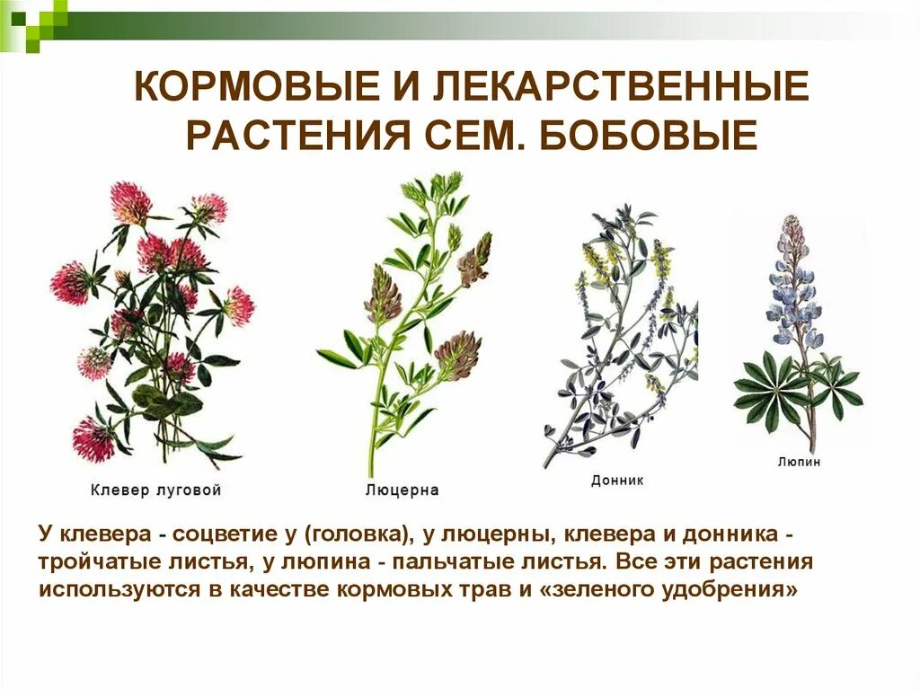 Семейство бобовые кормовые. Растения семейства бобовых. Лекарственные бобовые растения семейства бобовые. Семейство бобовые мотыльковые характеристика. Лекарственные бобовые растения.