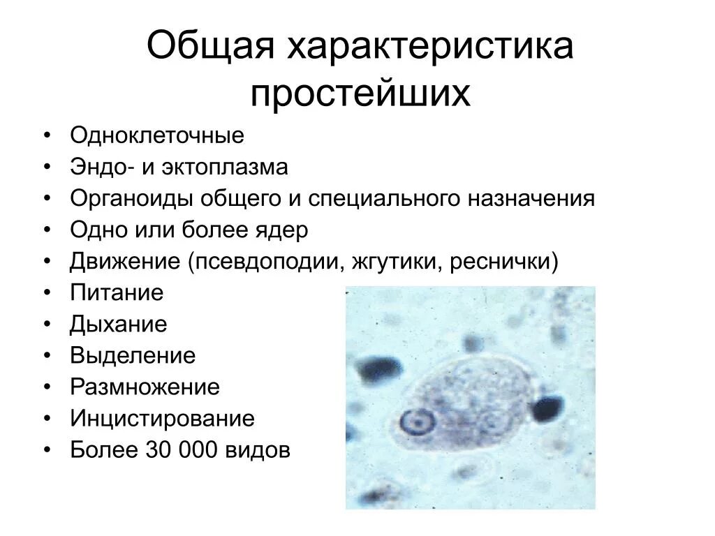 Основное свойство простейших. Характеристика типа простейшие. Общая характеристика простейших 7 класс кратко. Краткая характеристика простейших. . Охарактеризуйте Общие биологические свойства простейших..