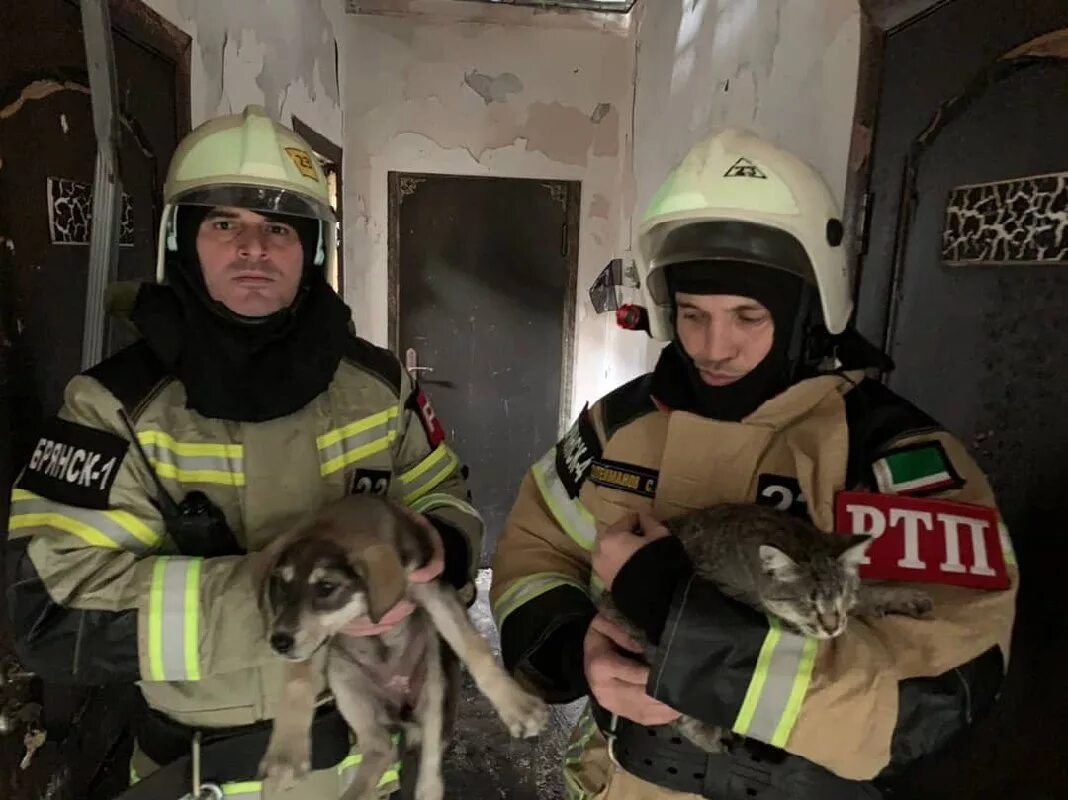 Кинологи спасатели мчс россии. Собаки мчс россии. Кинологическая служба мчс. Служба спасения собак. Служебные собаки мчс россии.